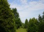 Žalia - The green
