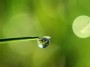 dewdrop world